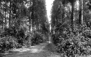 St Leonards Forest, Church Path, Holmbush 1927