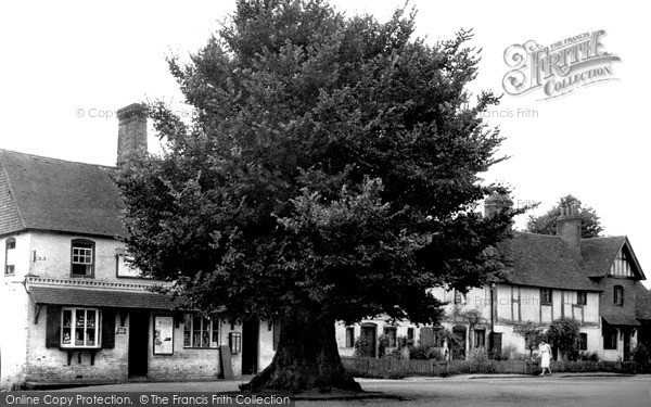 elm tree. The Square And Old Elm Tree