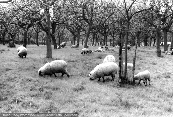 Weobley, the Orchard c1955