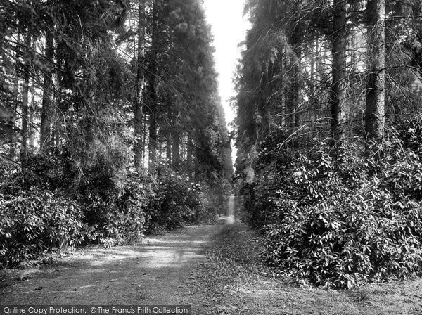 St Leonards Forest, Church Path, Holmbush 1927