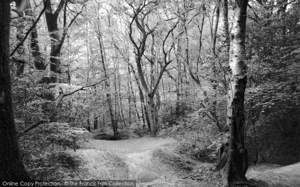 St Leonards Forest, 2004