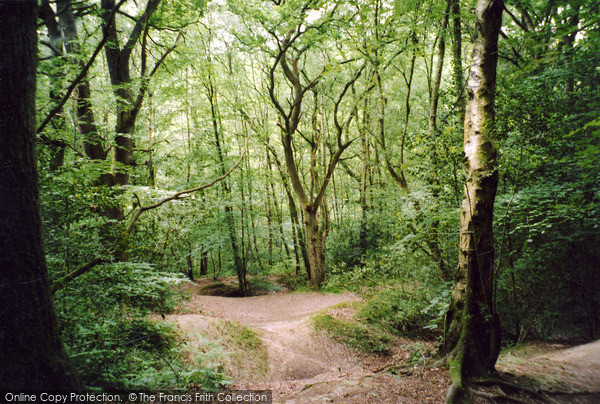 St Leonards Forest, 2004